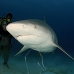 shark_bull_pdm_v_0055_mex0067_rv.jpg